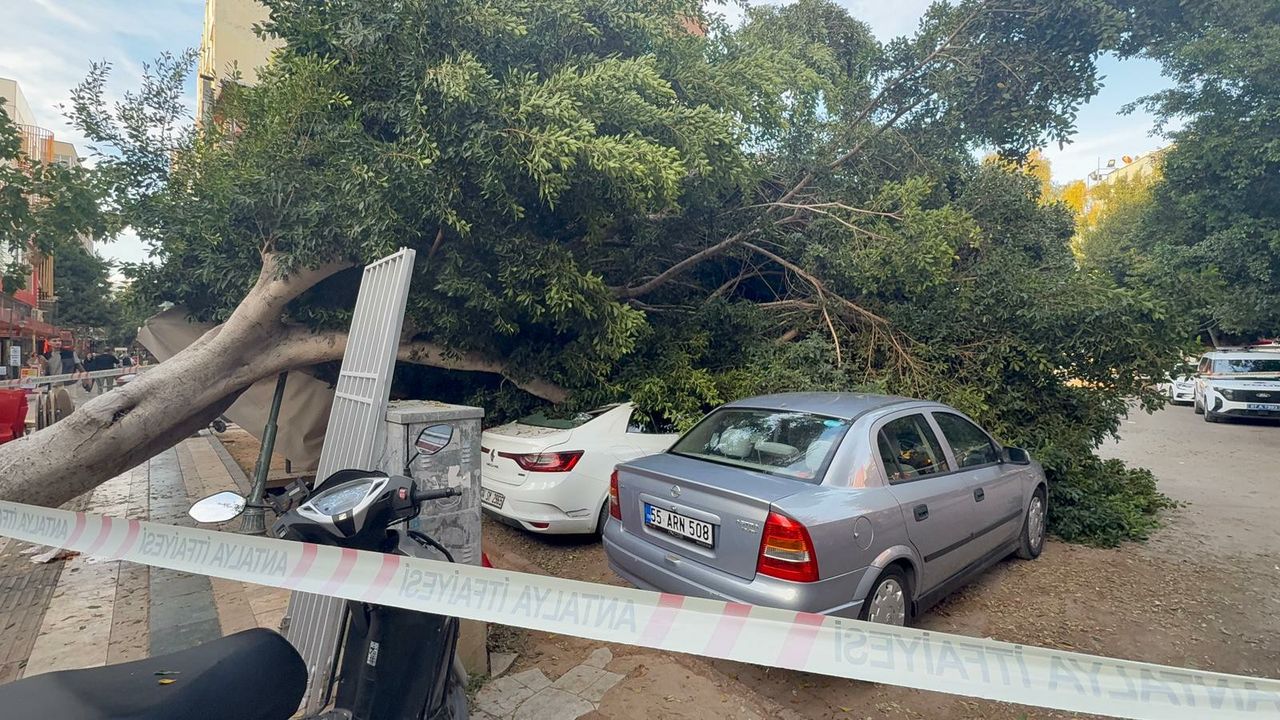Antalya’da 30 yıllık ağaç, 5 aracın üzerine devrildi