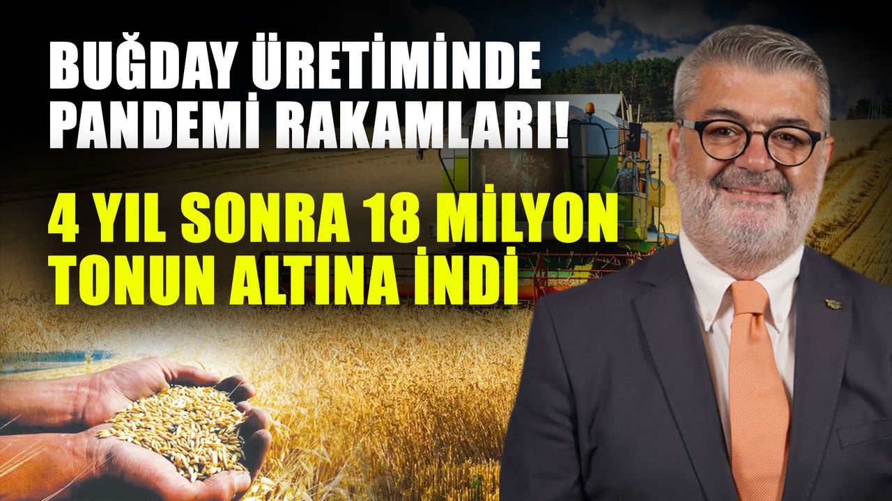 Buğday üretiminde pandemi rakamları! 4 yıl sonra 18 milyon tonun altına indi