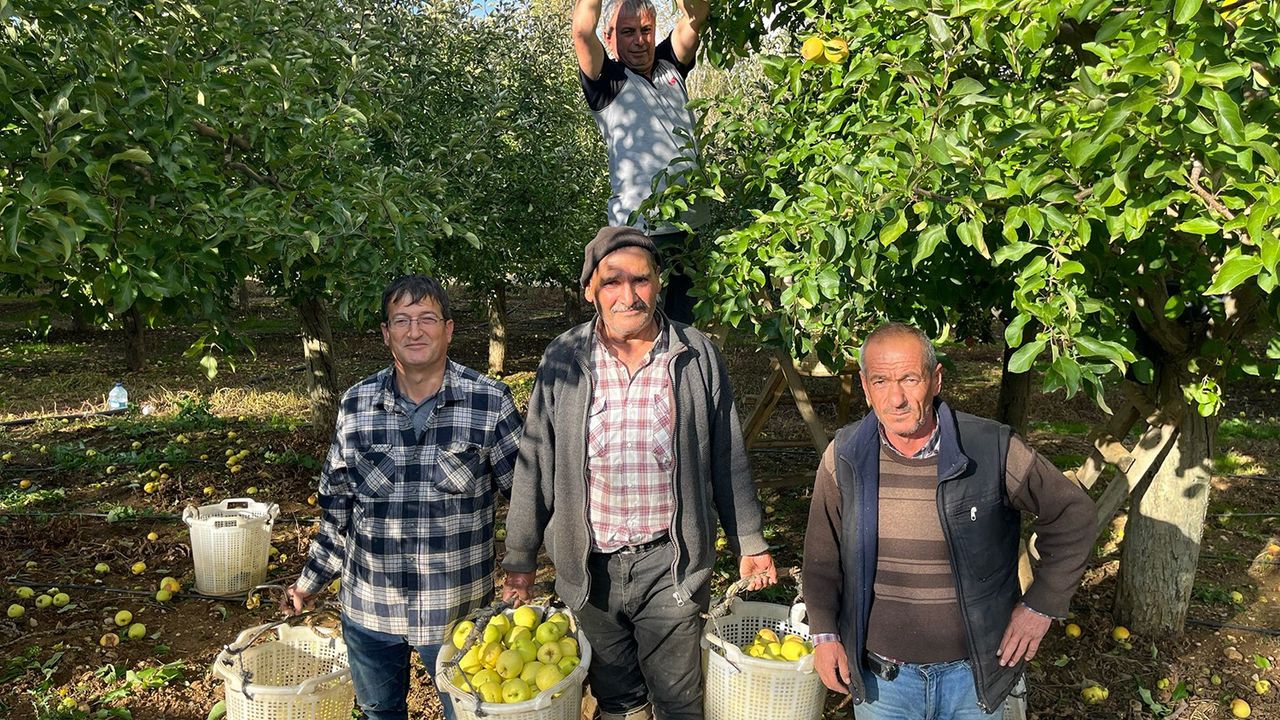 Buldan'da elma hasadı yüz güldürüyor