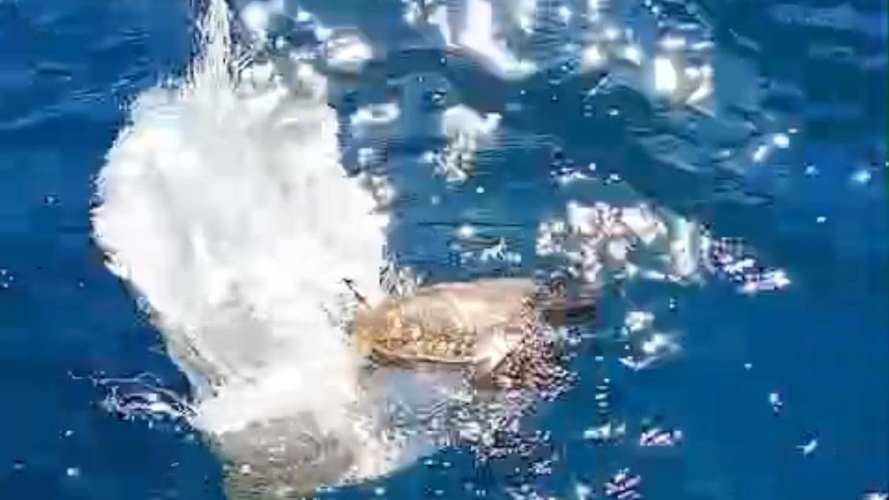 Marmaris Körfezi’nde çuvala dolanan deniz kaplumbağası çevrecilerin dikkati sayesinde kurtuldu