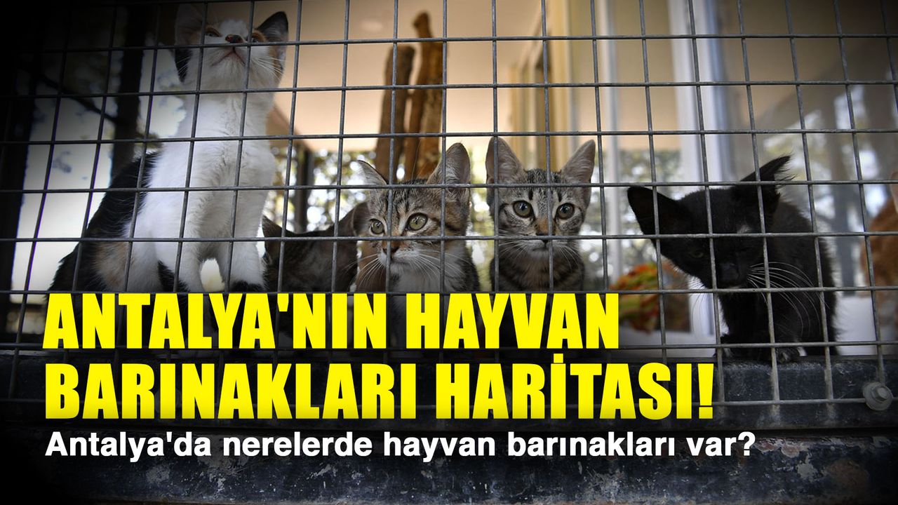 Antalya'nın hayvan barınakları haritası! Antalya'da nerelerde hayvan barınakları var?