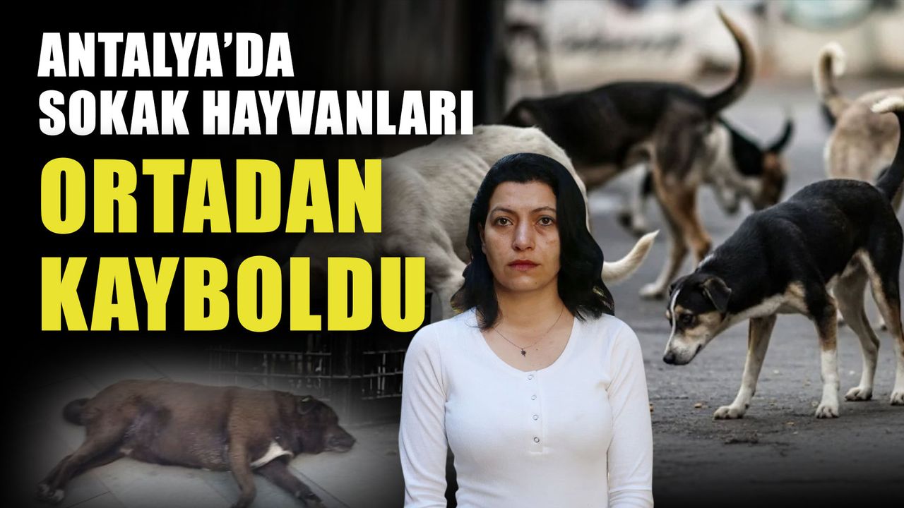 Antalya’da sokak hayvanları ortadan kayboldu