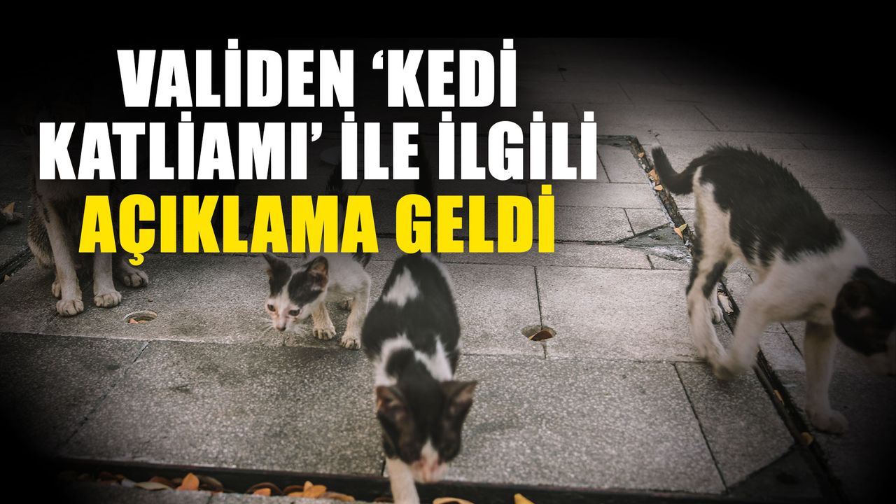 Validen ‘Kedi katliamı’ ile ilgili açıklama geldi