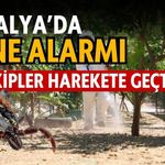 Antalya’da kene alarmı! Ekipler harekete geçti
