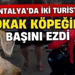 Antalya’da iki turist sokak köpeğinin başını ezdi