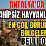 Antalya’da sahipsiz hayvanların en çok görüldüğü bölgeler belli oldu