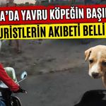 Antalya’da yavru köpeğin başını ezen turistlerin akıbeti belli oldu