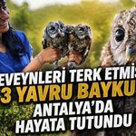 Ebeveynleri terk etmişti! 3 yavru baykuş Antalya’da hayata tutundu