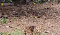 Yavru kedi su borusuna düştü