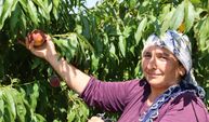 Adana'nın bu bahçesinde ürünler 50 TL