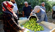 Mandalinada hasat zamanı, verim yüksek: Kilosu 8-15 TL arasında