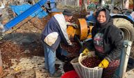 Dikenlerinden kurtulan kestanelerin sofralara yolculuğu başladı