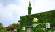 Botanik bahçeyi andıran cami, yeniden sarmaşıklarına kavuştu