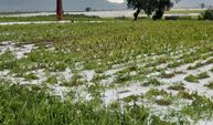 Adana'da dolu yağışı etkili oldu