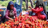 Adana'da kapya biber hasadı başladı