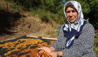 Satılamayan kirazlar kurutularak kışlık çereze dönüştürülüyor
