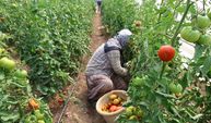 Baba-kız bin 500 rakımda sera kurup domates yetiştirmeye başladılar