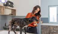 Tedavi  gören köpek sıcak yuvasını bekliyor