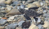 214 Yavru caretta denizle buluştu