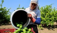 Adana'da limon hasadı başladı