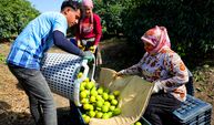 Adana'da mandalina hasadı başladı