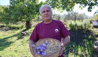 Adana'da safran hasadı başladı