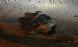 Bodrum'da kedi, köpek katliamı… Bodrum halkı endişeli