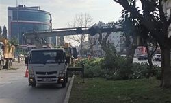 Antalya’da budama operasyonu yapıldı