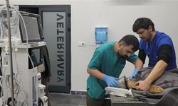 Yaralı caretta carettaya müdalale