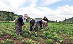 Çiftçilere geri ödemesiz hibe desteği, başvuru başladı mı, Çiftçi Kayıt Sistemi başvuru sorgulama ekranı 2024