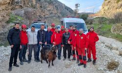 Keçi kurtarma operasyonu nefes kesti