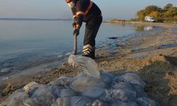 Marmara kaynıyor, deniz anaları artıyor