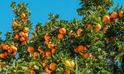 Antalya’da narenciye dalında kaldı… Üretici malını toplamıyor