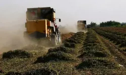 TC numarası sonu 0,2,4,6,8 olanlara ödeme, sorgulama ekranından kontrol edin, bakanlık ödemeleri hesaplara geçiyor