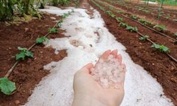 Çiftçiler kabusu yaşıyor