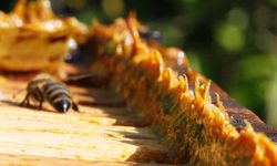 Geçmeyen yaralara propolis önerisi