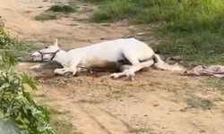 Yerde yatan atın görüntüsü korkuttu