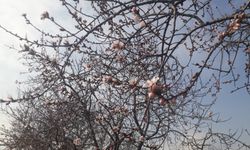 Konya'da badem ağaçları çiçek açtı
