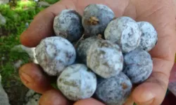 Ramazan geldi yaklaştı, sahurda bunu diyeni kan şekeri dengeleniyor, Canan Karatay’dan özel öneriler