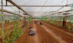 Salatalık dikimleri başladı
