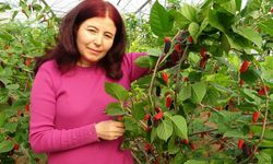 Kilosu 80 TL’ye satılan "Karadut" yüz güldürdü