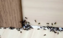 Evlerin baş düşmanı böceklerden korunmak işte bu kadar basit