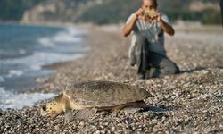 Antalya’da caretta caretta plajında beklenmedik olay yaşandı