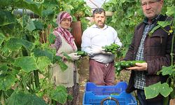 Salatalık tartışmaları büyüyor