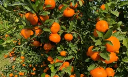 Antalya ve o ilçesine yurt dışından işçi getirileceği duyuruldu… Antalya eyleme gidiyor