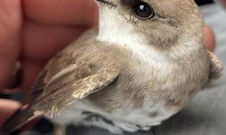 Antalya’da 255 kuş doğaya geri bırakılacak… Antalya’da kuşlar yuvalarına dönecek