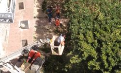 Antalya’da vatandaşların korkulu rüyası ağaçlar budandı