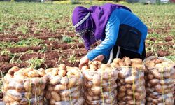 Adana’da turfanda patates hasadı başladı