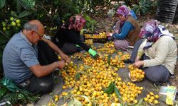Sıcaklar etkiledi hasat erken başladı