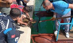Alanya'da misinaya dolanan caretta için operasyon